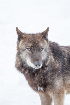 face of big brown wolf