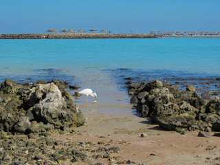Heron with fish in its beak on the Red Sea Coast in Egypt