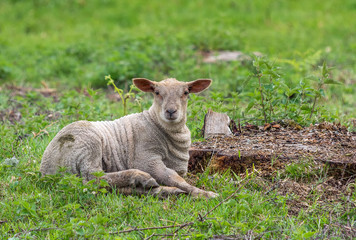 Obraz premium agneau gris