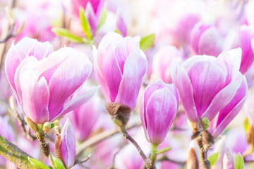 Fototapeta na wymiar pink flower magnolia