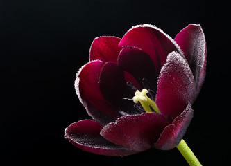 Wet purple-black tulip.