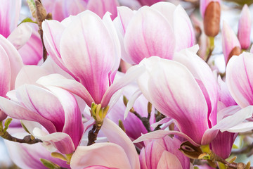 pink flower magnolia - 64511914