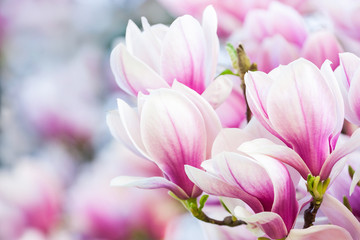 pink flower magnolia - obrazy, fototapety, plakaty