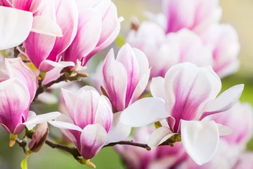 Foto op Plexiglas roze bloem magnolia © altocumulus