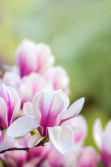 pink flower magnolia