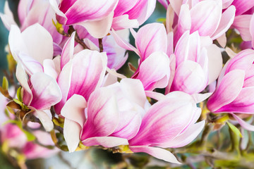 pink flower magnolia - 64511930
