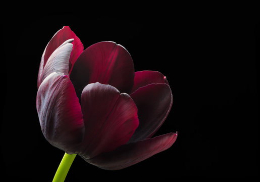 Purple black tulip.