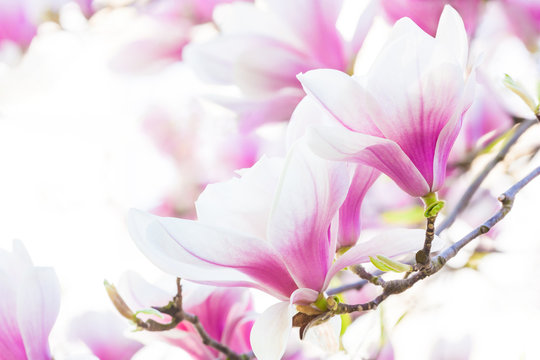 Fototapeta pink flower magnolia