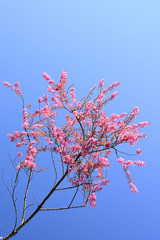 Beautiful Wild Himalayan Cherry blossom in north of Thailand