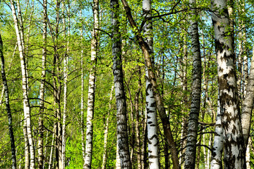 Obraz premium birch different thickness background