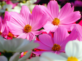 Flowers Field Background