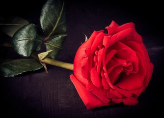 red rose on old wood, old style, valentine day and love concept