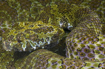 Mangshan viper / Protobothrops mangshanensis