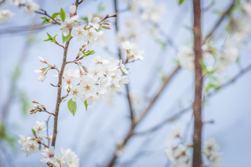 Spring Flowers