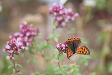 ベニシジミ　オレガノの花