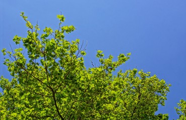 Frische Bl&auml;tter mit Himmel im Hintergrund