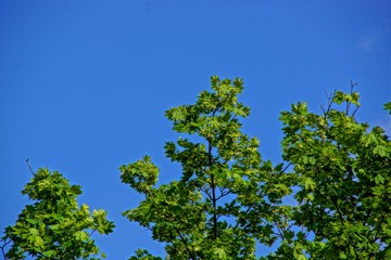 Frische Blätter mit Himmel im Hintergrund