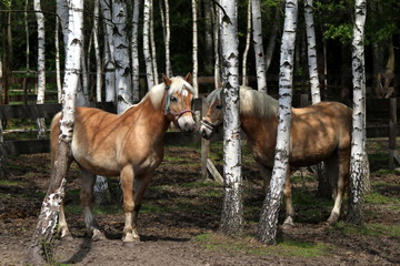 konie w lesie © shutterfil77