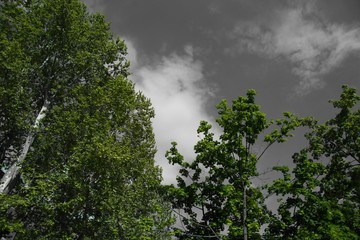 Obraz na płótnie Canvas Frische Blätter mit Himmel im Hintergrund