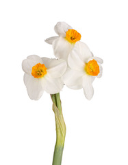Fototapeta na wymiar Three orange-and-white flowers of a tazetta daffodil