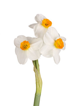 Three orange-and-white flowers of a tazetta daffodil