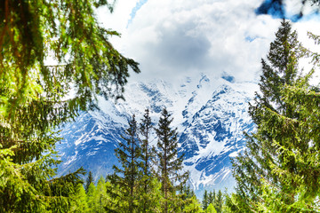 Mont Blanc, Alps view through fir-trees