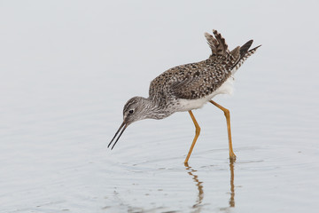 Lesser Yellowlegs Foraging in Shallow Water