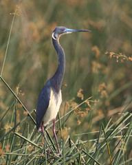 Tricolored Heron Standing in a Marsh