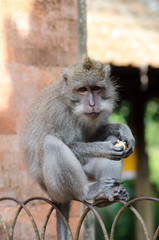 funny monkey sitting on a fence and eats