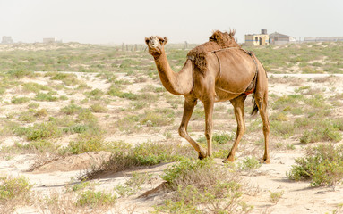 Camel in the desert