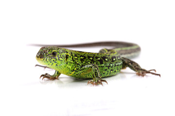 Sand lizard (Lacerta agilis) isolated on white