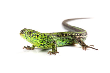 Male of sand lizard isolated on white
