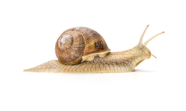 Weinbergschnecke vor einem wei&szlig;en Hintergrund