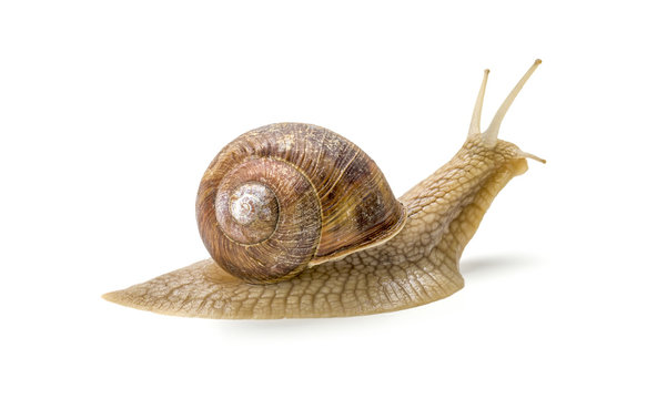 Weinbergschnecke vor einem wei&szlig;en Hintergrund