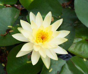 White lotus flower