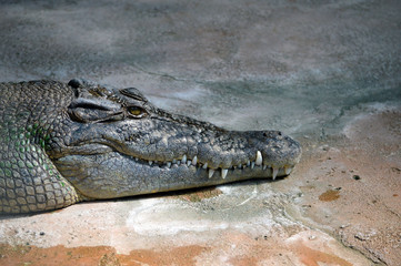 Krokodil