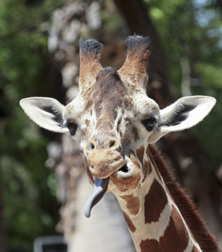 A Giraffe Sticks Out its Long Tongue