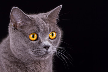 British cat on a black background