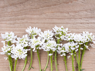 white flowers on white wooden background