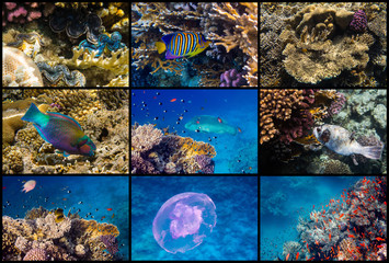 Red Sea reef life