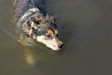 German Shepherd Mix Dog Swimming in Lake