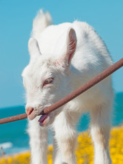 little white  goat baby