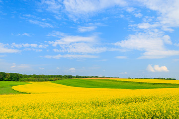 Yellow rapeseed flower field and blue sky, Burgenland, Austria