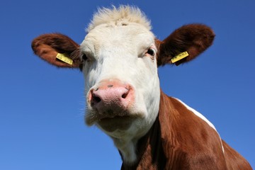 Kuh vor blauem Himmel