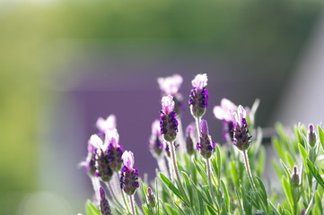 Lavendel 8