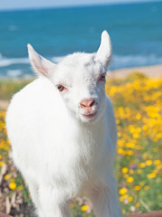 Obraz premium little white goat baby