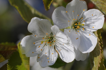 Apple tree flowers