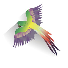 colorful African parrot flaps wings © LidiyaKrasnaya