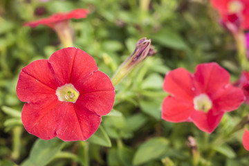 Red flowers