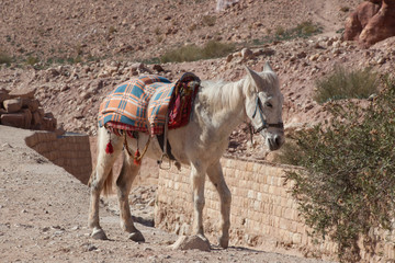 Donkey for tourist to ride